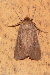 Ichneutica infensa