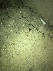 Trogomorpha arrogans