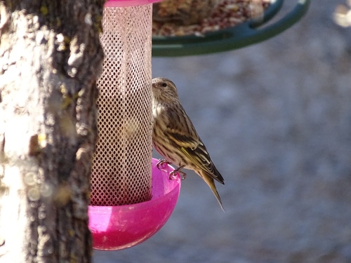 Pine Siskin (Spinus pinus), photo 9