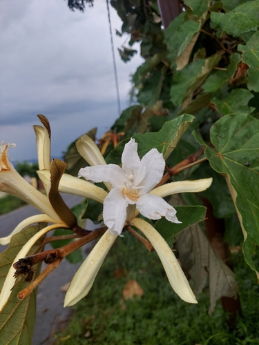 Image of Pterospermum acerifolium by (c) Ramesh Shenai Jr., some rights reserved (CC BY)