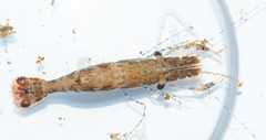Leander tenuicornis