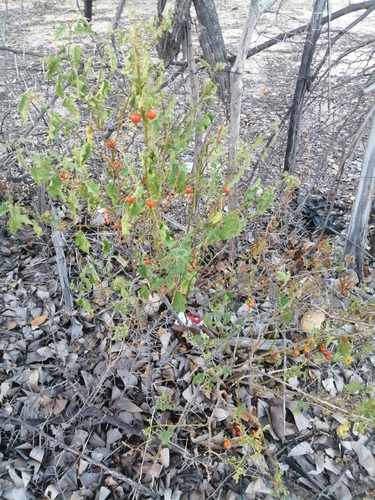 Solanum catombelense