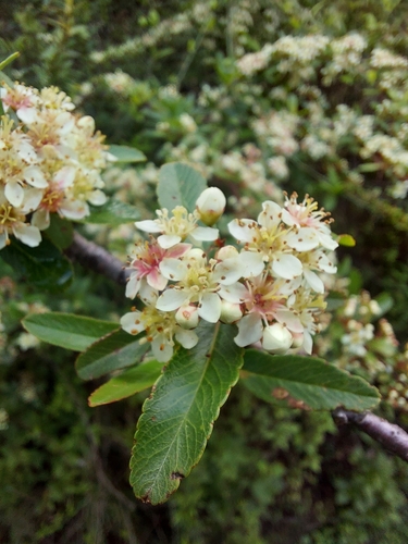 Image of Pyracantha crenulata by (c) Ramesh Shenai Jr., some rights reserved (CC BY)