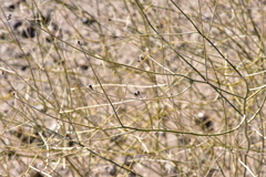 Psorothamnus scoparius