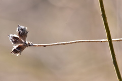 Psorothamnus scoparius