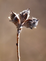 Psorothamnus scoparius
