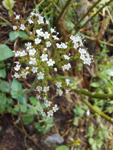 Image of Valeriana jatamansi by (c) Ramesh Shenai Jr., some rights reserved (CC BY)