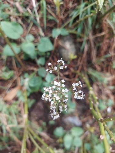 Image of Valeriana jatamansi by (c) Ramesh Shenai Jr., some rights reserved (CC BY)