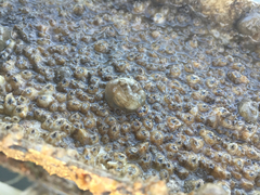 Molgula manhattensis