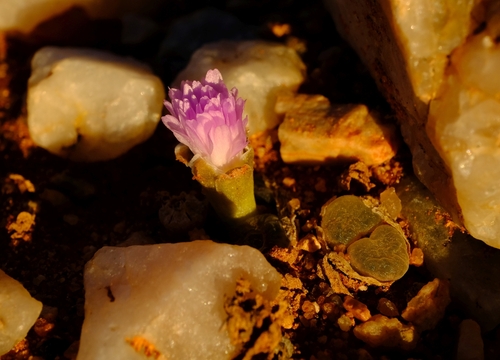 Conophytum lydiae