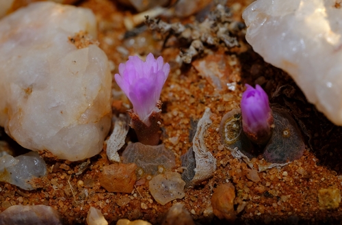 Ophthalmophyllum lydiae 2