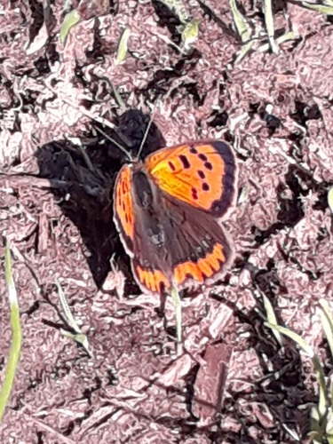 Lycaena phlaeas