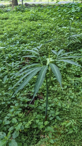 Image of Arisaema heterophyllum by (c) Cheng-Te Hsu, some rights reserved (CC BY)