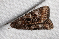 Heliothis punctifera
