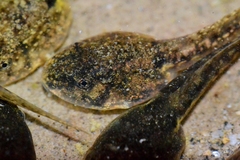 Highland Frog photo 2