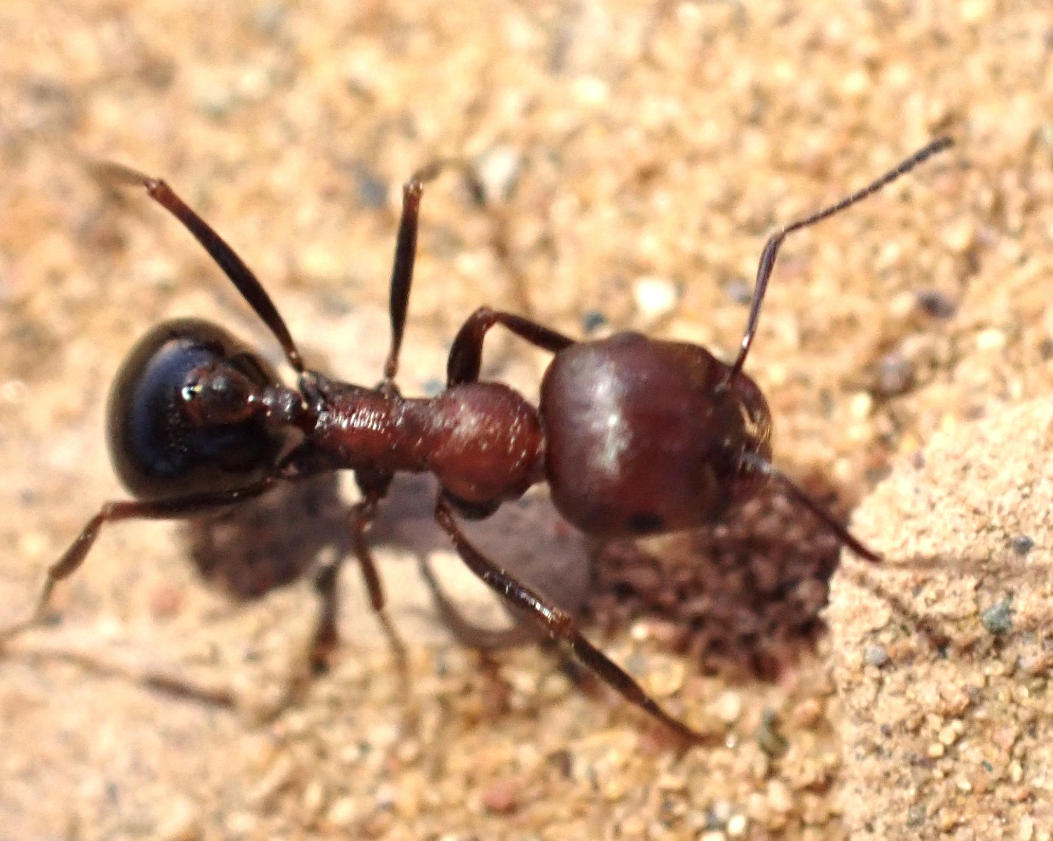 Messor aegyptiacus
