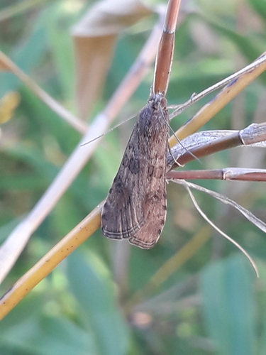 Nomophila noctuella