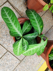 Breynia spatulifolia