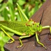 Green Milkweed Locust - Photo (c) Peter Vos, some rights reserved (CC BY-NC), uploaded by Peter Vos