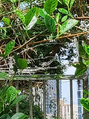 Parus minor commixtus