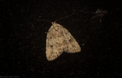 Tolpia conscitulana
