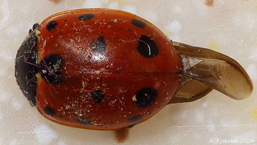 Коровка Одиннадцатиточечная (Coccinella undecimpunctata)