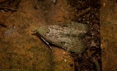 Heteromicta tripartitella