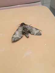 Pseudosphinx tetrio