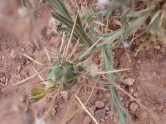Centaurea maroccana image