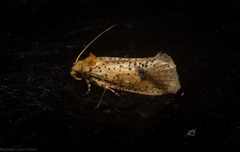 Azaleodes micronipha