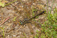 Gomphurus ozarkensis