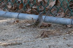 Zonotrichia leucophrys