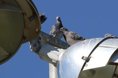 Columba livia domestica