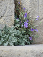 Campanula topaliana delphica