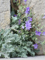 Campanula topaliana delphica