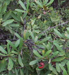 Diospyros lycioides subsp. lycioides image