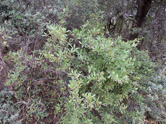 Diospyros lycioides subsp. lycioides image