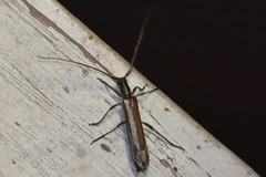 Styloxus fulleri