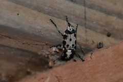 Gymnognathus triangularis