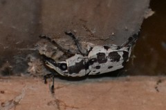Gymnognathus triangularis
