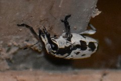 Gymnognathus triangularis