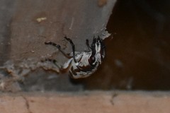 Gymnognathus triangularis