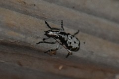 Gymnognathus triangularis