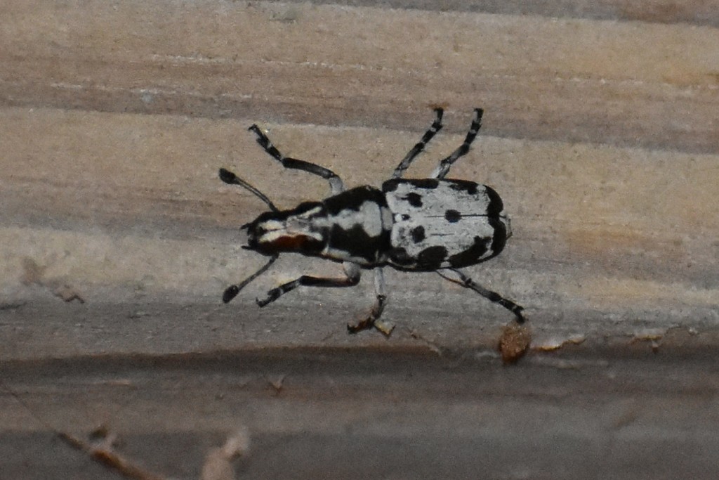 Gymnognathus