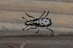 Gymnognathus triangularis