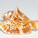 Hawkwing Conch - Photo (c) Wayne Fidler, some rights reserved (CC BY-NC), uploaded by Wayne Fidler