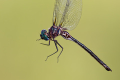 Somatochlora ozarkensis