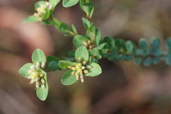 Pimelea flava flava