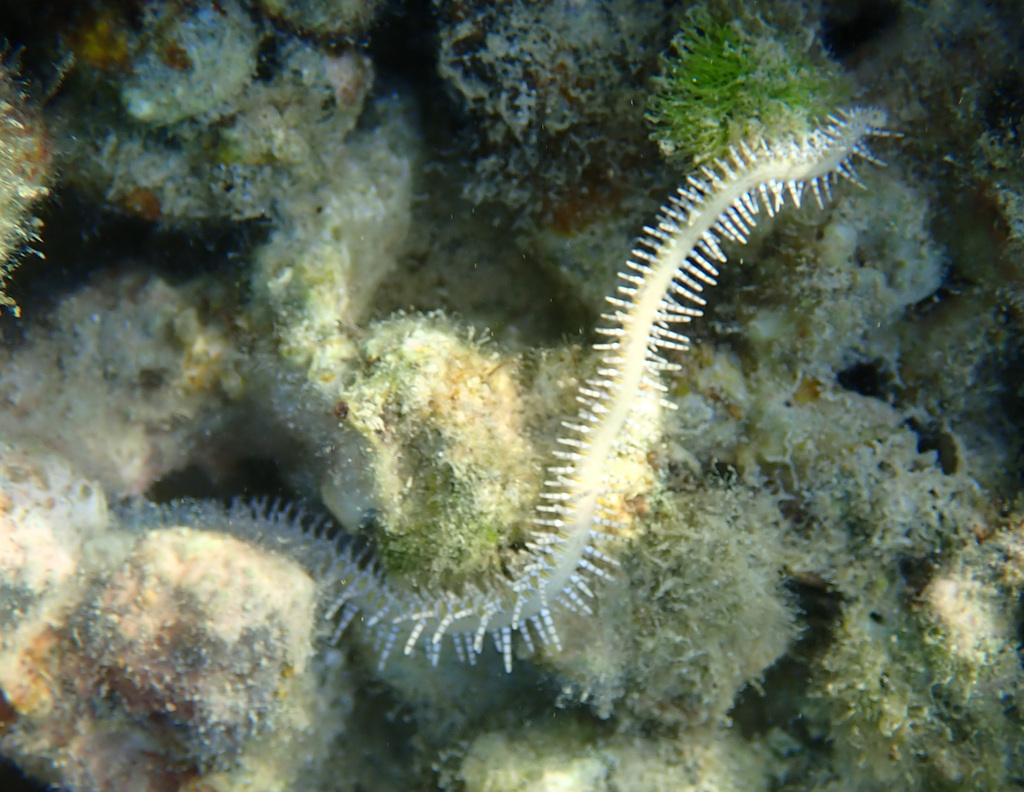 Ophiomastix pictum