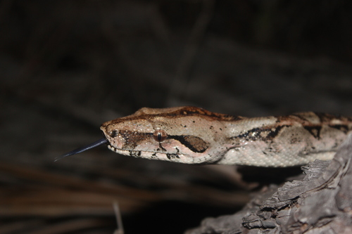 Mexican West Coast Boa Constrictor